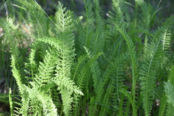 Nature background. Green leaf pattern texture abstract background. Natural beauty. Modern design. Yarrow ordinary