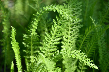 Nature background. Green leaf pattern texture abstract background. Natural beauty. Modern design. Yarrow ordinary