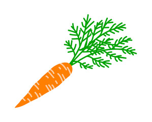 Fresh carrots with a bunch of greens. Healthy plant food. Nutritious vegetable. Natural agricultural product. Flat vector illustration isolated on white background