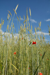 winter rye grows at the field .
