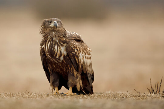 Bielik (Haliaeetus albicilla)