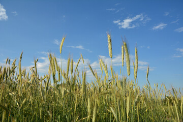 Obraz premium winter rye grows at the field .
