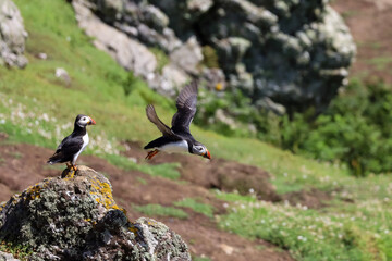 atlantic puffin mid flight