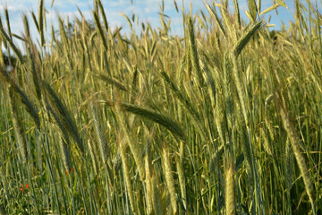 winter rye grows at the field .