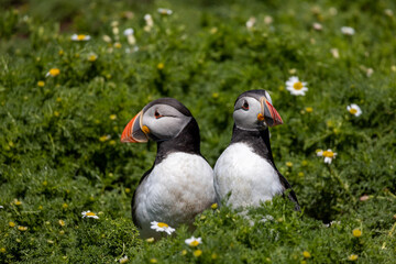 Obraz premium two puffins on the grass