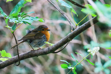 robin on branch