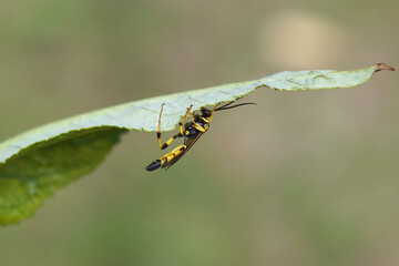 Close up male parasitic wasp Ichneumon xanthorius family ichneumon wasps or ichneumonids...