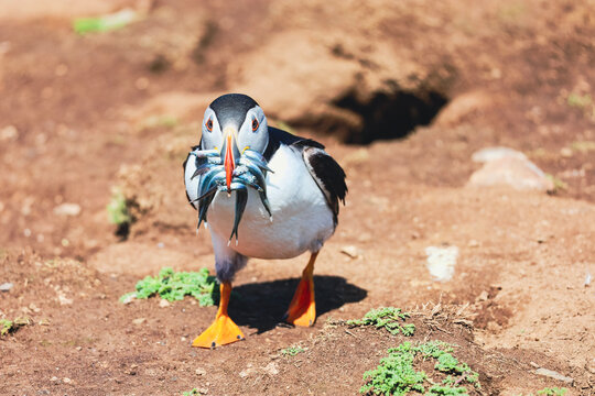 Puffin With Sand Eel Fish In Beak