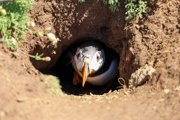 puffin coming out of nest