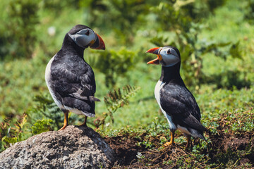puffins talking