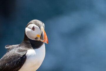atlantic puffin or common puffin
