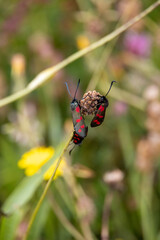 six spot moth on a flower