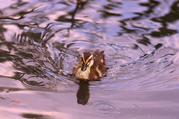 An independent and lonely duckling floating on the waves of a pond....
