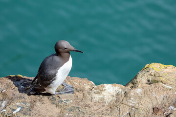 guillemot on rock