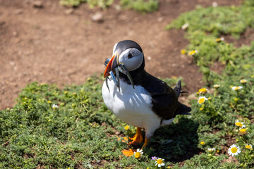 atlantic puffin bird with fish