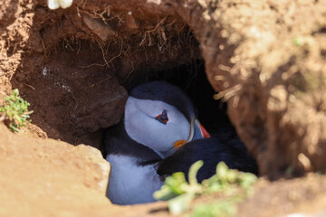 close up of a puffin in burrow