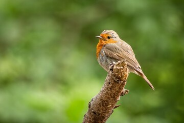 The European robin, portrait of a cute small passerine songbird with red breast, perching on a branch in a forest. Dark green background. 
