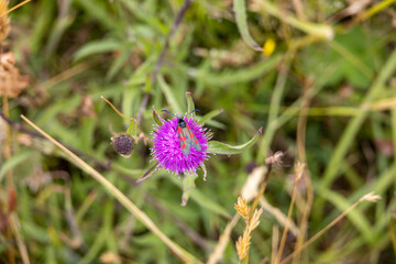 Six-spot burnet on thistle