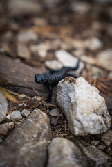 Detail of a black salamander living in the Alps