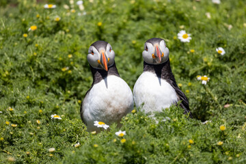 two puffins in the grass