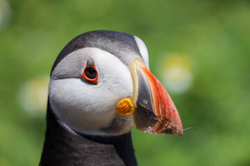 portrait of a puffin
