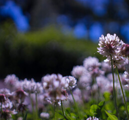 Flowers Meadow Purple Summer Blooming
