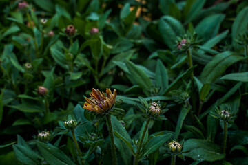 Flower bed full of rudbeckia flowers beginning to bloom.