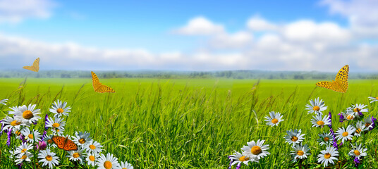 Orange butterflies flying over chamomile flowers on the edge of spring green field on blurred background. Summer natural idyllic pastoral landscape, copy space, wide screen. Beauty of nature