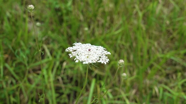 White Ajwain flower in green grass. Annual herb in wild nature