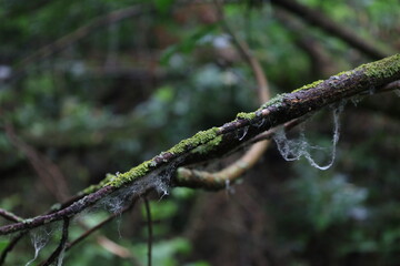 Fresh moss in summer rainy forest