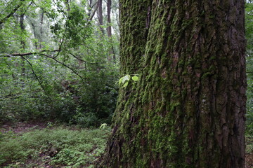 Fresh moss in summer rainy forest