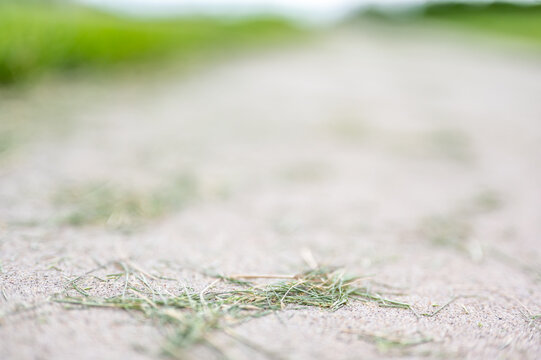 Grass clippings strewn across a residential sidewalk after mowing. 