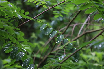 Fototapeta na wymiar Amorpha fruticosa in the rainy forest 
