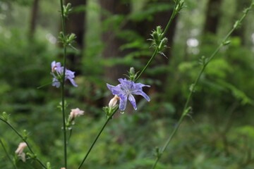 Common chicory in the summer meadow 