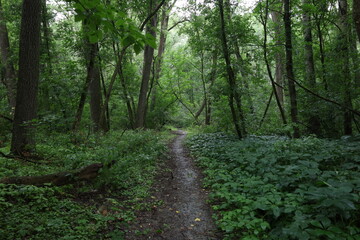 Path in the summer rainy forest
