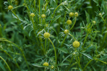 Scabiosa plant with many flowering buds.