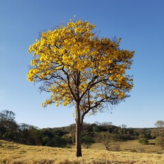 tree in the field
