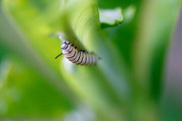 Monarch Caterpillar Feeding on Milkweed