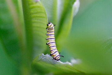 Monarch Caterpillar Feeding on Milkweed