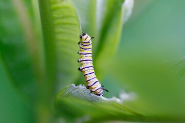 Monarch Caterpillar Feeding on Milkweed