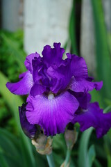 Closeup of Deep Purple Iris