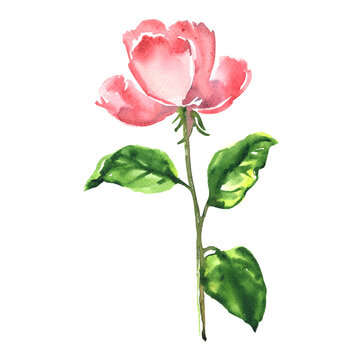 Beautiful romantic tender red, pink rose, single flower with leaf isolated, hand drawn watercolor illustration on white background for greeting, wedding card, happy Mother's Day