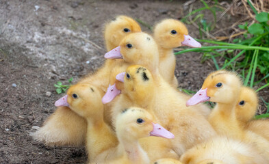 Duck broiler on a home farm