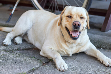 Uśmiechnięty labrador leżący na betonie.