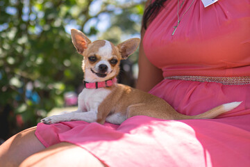cute pink little chihuahua puppy