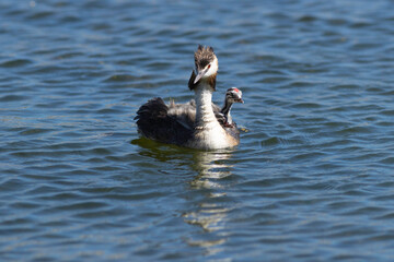 great crested grebe and chicks