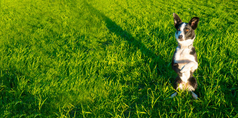 black and white dog border-collie breed is sitting on its hind legs and looking to the side, runs the command,