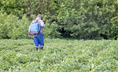 A farmer applying insecticides to his potato crop. Legs of a man in personal protective equipment for the application of pesticides. A man sprays potato bushes with a solution of copper sulphate.