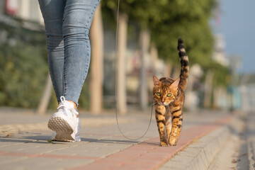 A Bengal cat on a leash walks next to a woman on the sidewalk.