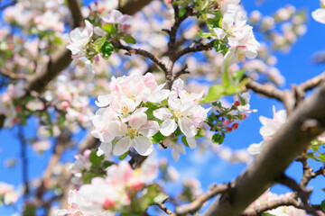 White pink flowers of the apple tree variety 